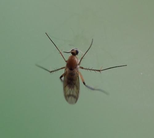 Leia sp.